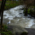 The Photographer dsc00132.jpg